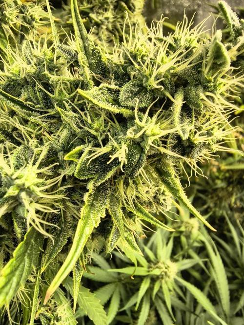 PM Auto. Week 12
