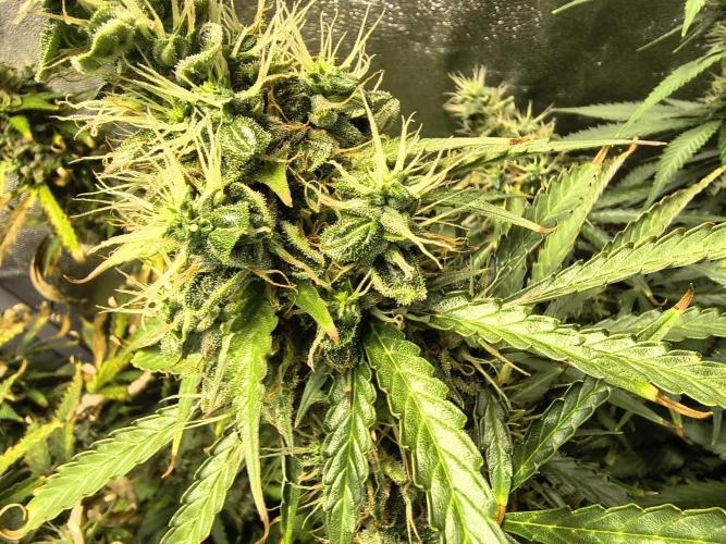 PM Auto. Week 12