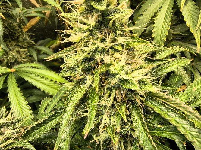 PM Auto. Week 12