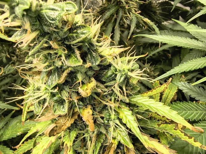 PM Auto. Week 12