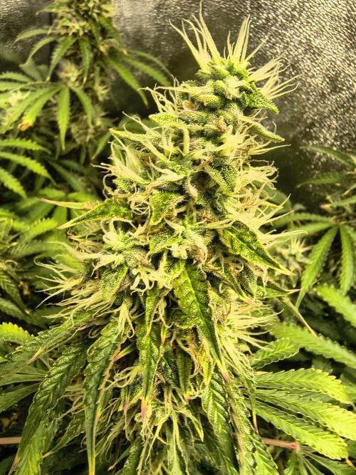 PM Auto. Week 12