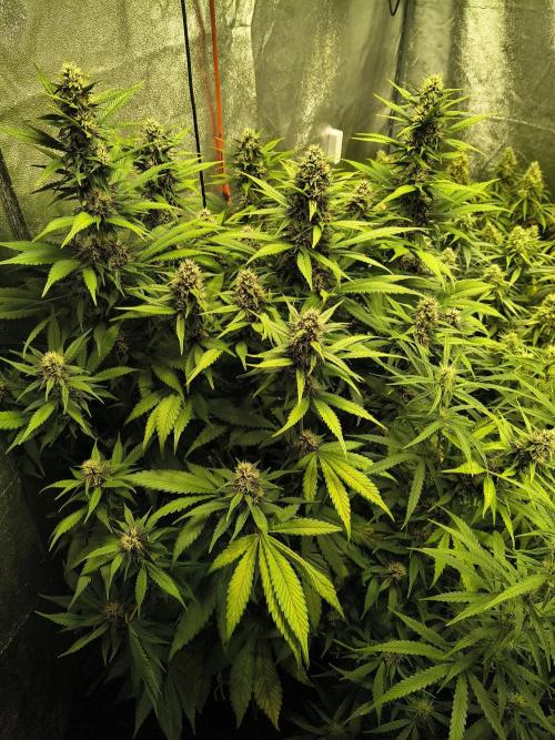 Banana Purple Punch , Gelato. Week 8