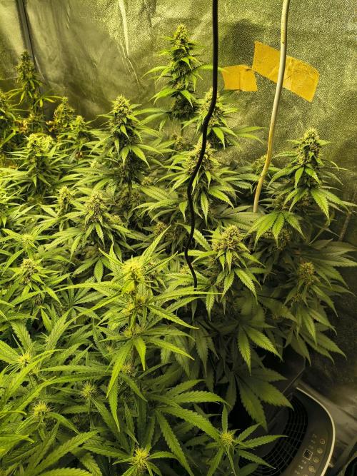 Banana Purple Punch , Gelato. Week 8