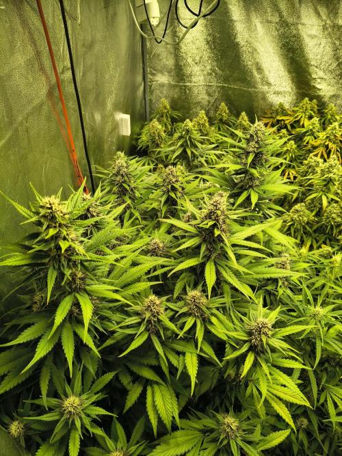Banana Purple Punch , Gelato. Week 8
