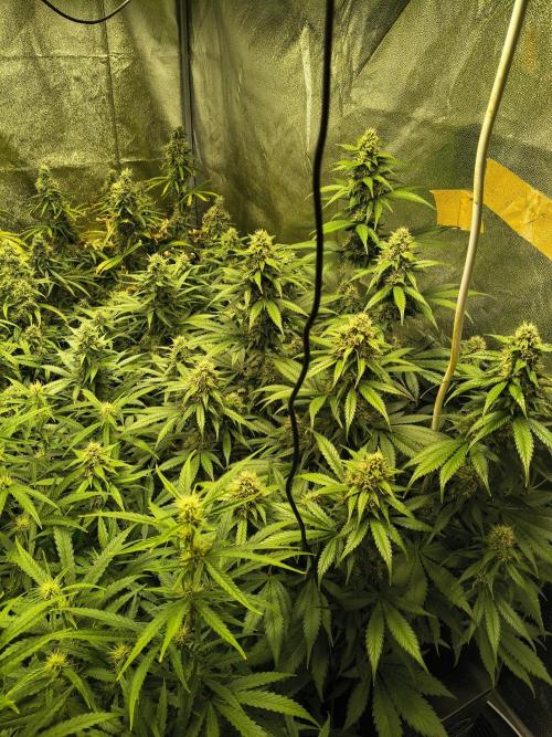 Banana Purple Punch , Gelato. Week 8