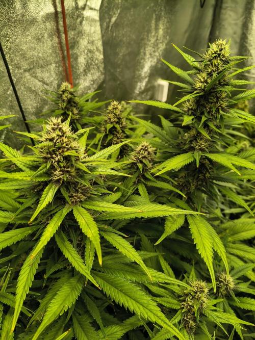 Banana Purple Punch , Gelato. Week 8