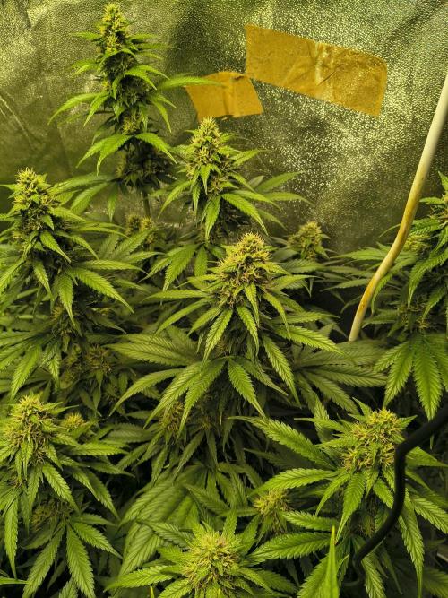 Banana Purple Punch , Gelato. Week 8