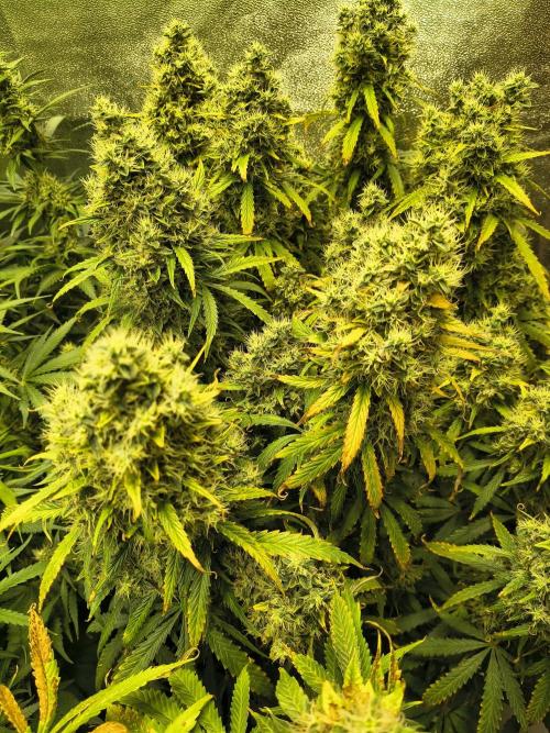 PM Auto. Week 13