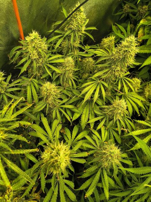 PM Auto. Week 13