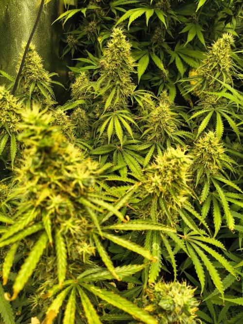 PM Auto. Week 13