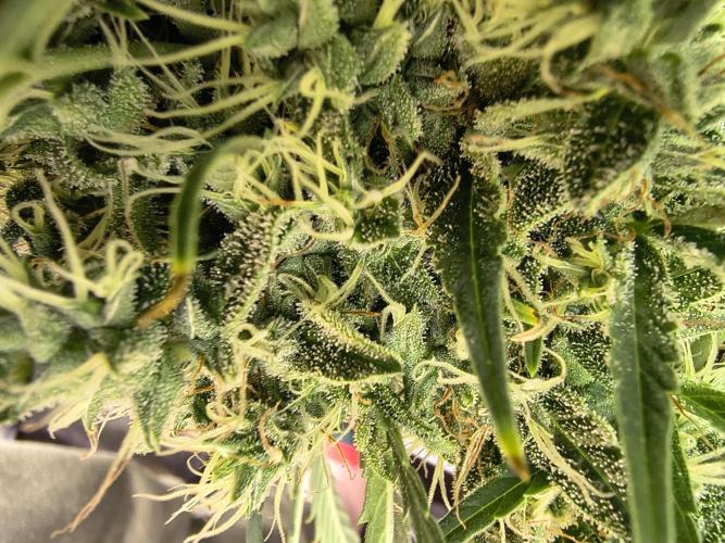 PM Auto. Week 13