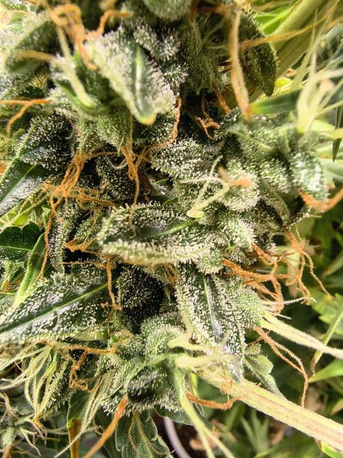 PM Auto. Week 13