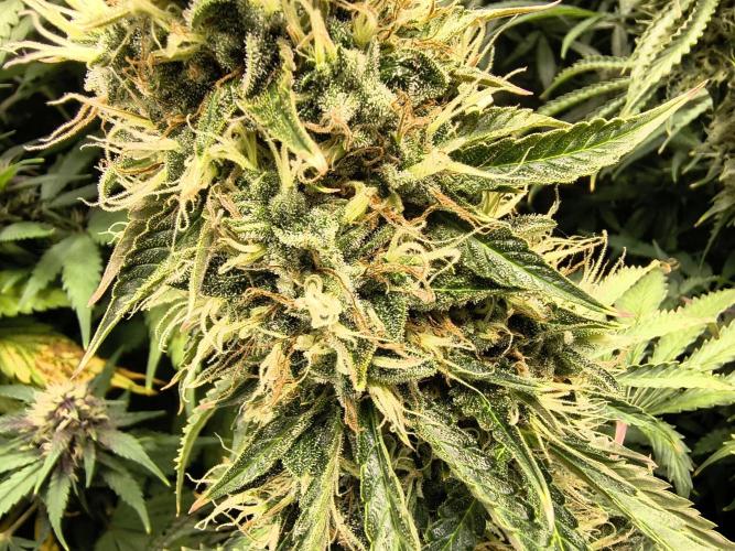 PM Auto. Week 13