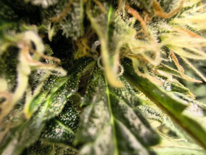 PM Auto. Week 13