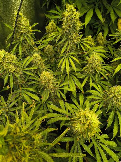 PM Auto. Week 13
