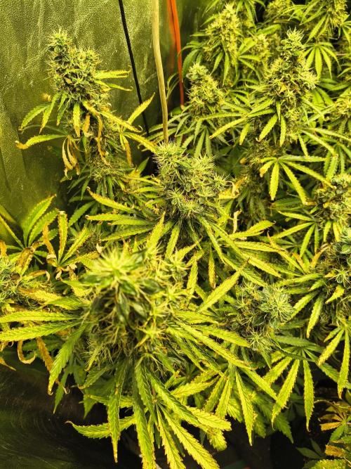 PM Auto. Week 13