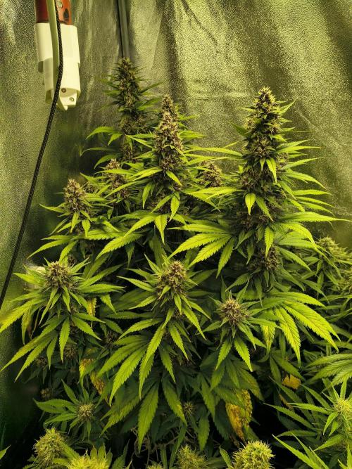 Banana Purple Punch , Gelato. Week 8