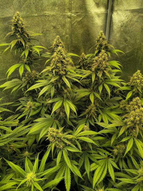 Banana Purple Punch , Gelato. Week 8