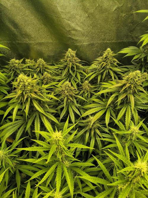 Banana Purple Punch , Gelato. Week 8