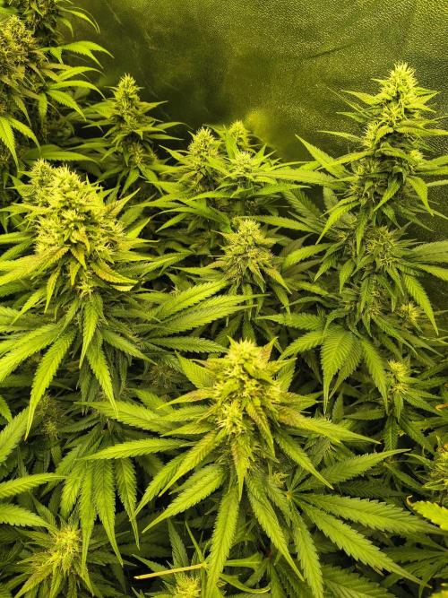 Banana Purple Punch , Gelato. Week 8