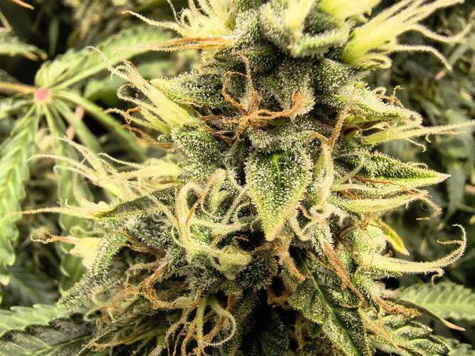 PM Auto. Week 13