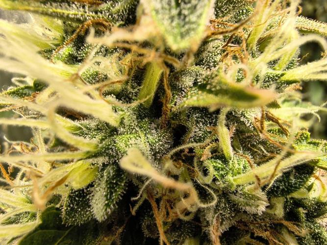 PM Auto. Week 13 - 1 week or 2.