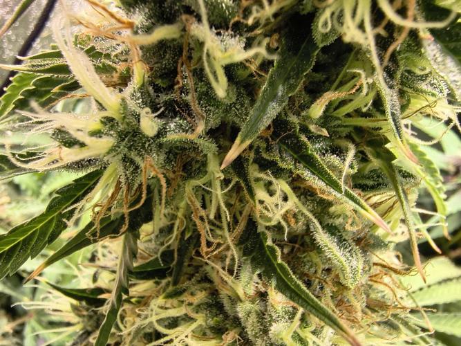 PM Auto. Week 13