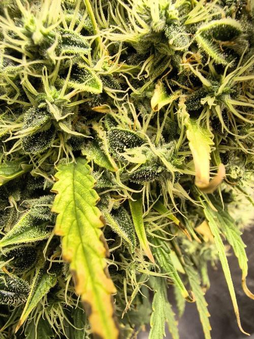 PM Auto. Week 13