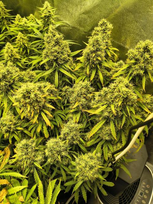 PM Auto. Week 13