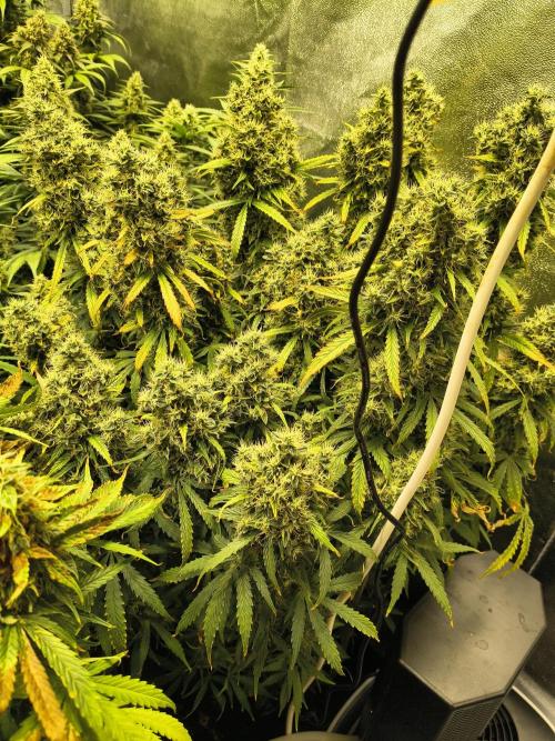 PM Auto. Week 13