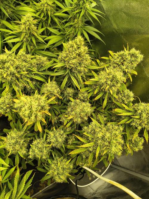 PM Auto. Week 13
