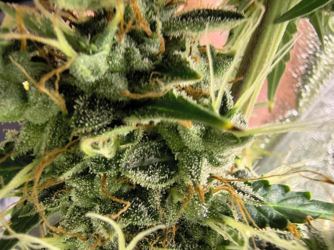 PM Auto. Week 13
