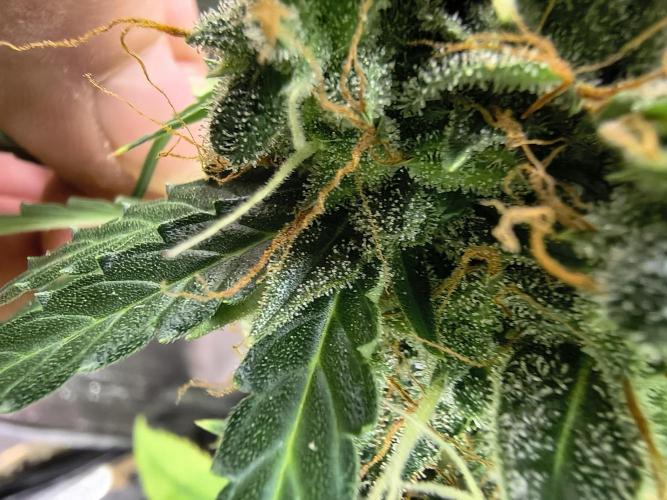 PM Auto. Week 13