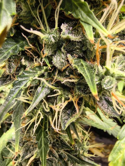 PM Auto. Week 13