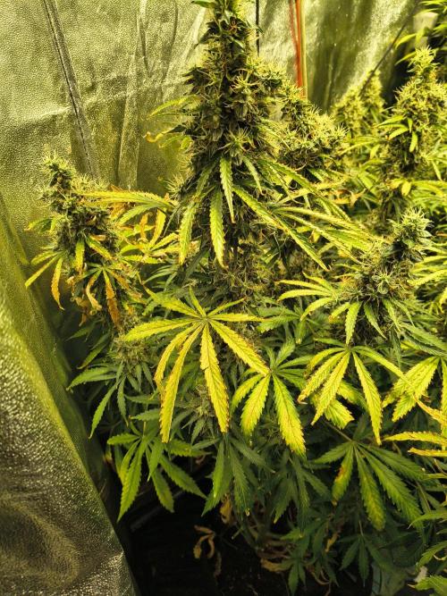 PM Auto. Week 13