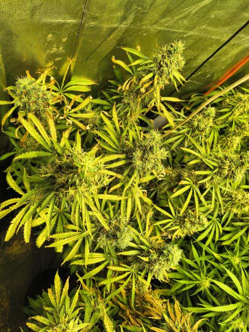 PM Auto. Week 13
