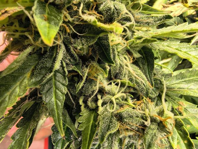 PM Auto. Week 13