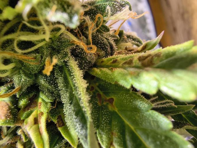PM Auto. Week 13