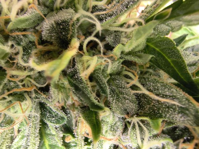 PM Auto. Week 13