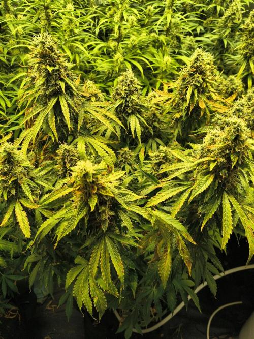 PM Auto. Week 13