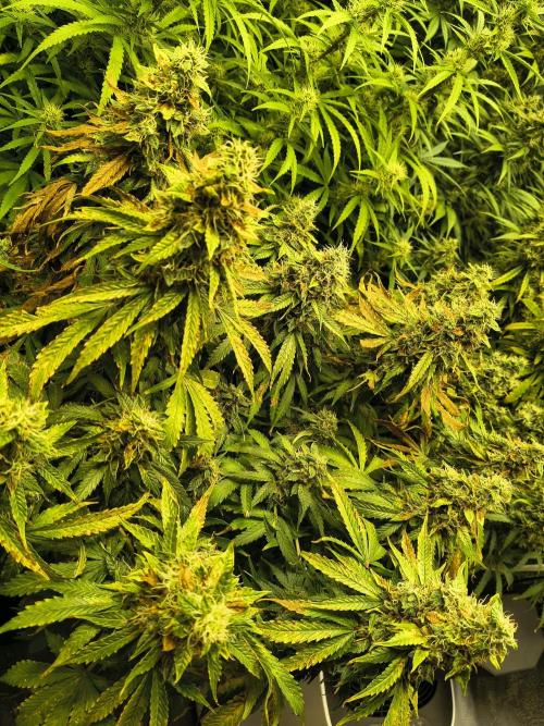 PM Auto. Week 13