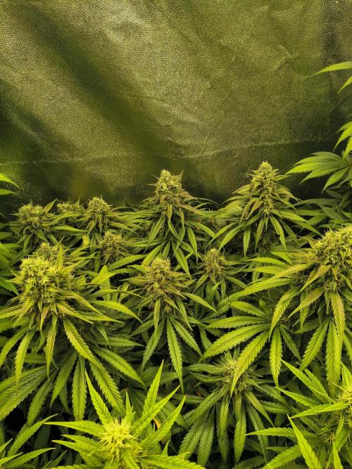 Banana Purple Punch , Gelato. Week 8