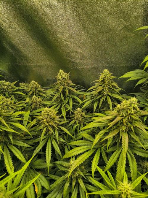 Banana Purple Punch , Gelato. Week 8