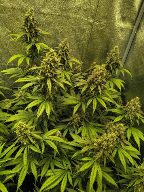 Banana Purple Punch , Gelato. Week 8