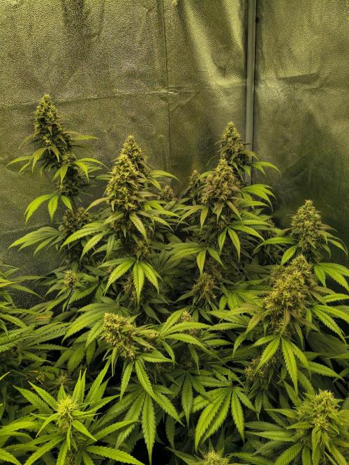 Banana Purple Punch , Gelato. Week 8