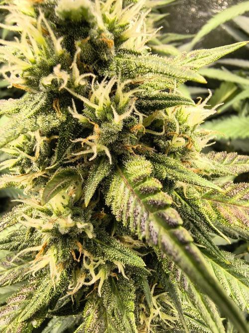Banana Purple Punch , Gelato. Week 8
