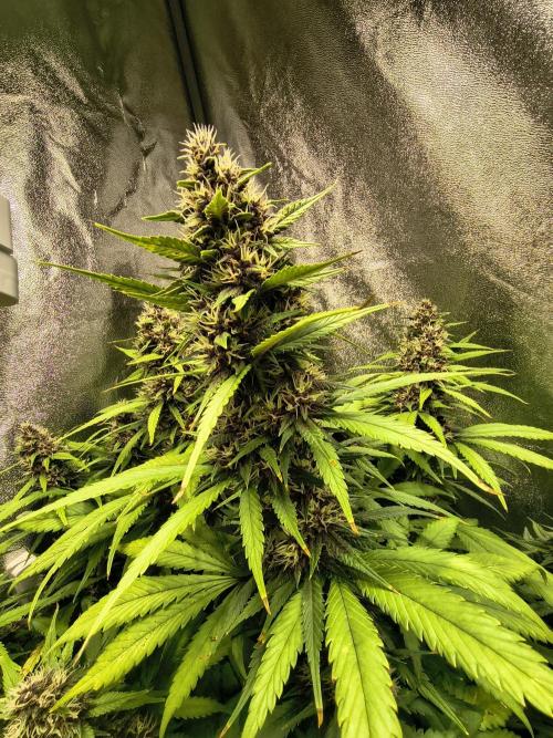 Banana Purple Punch , Gelato. Week 8