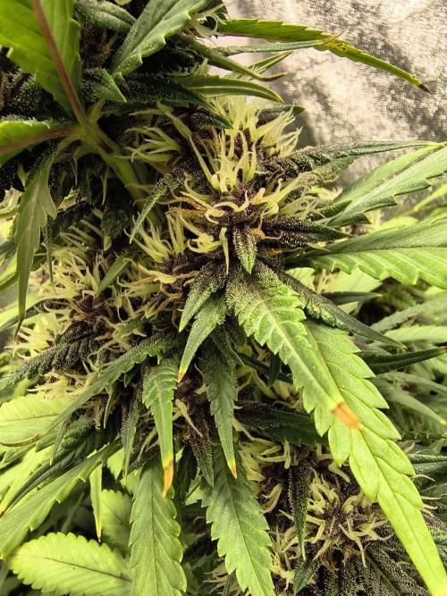 Banana Purple Punch , Gelato. Week 8