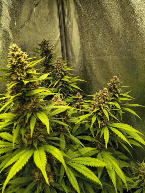 Banana Purple Punch , Gelato. Week 8