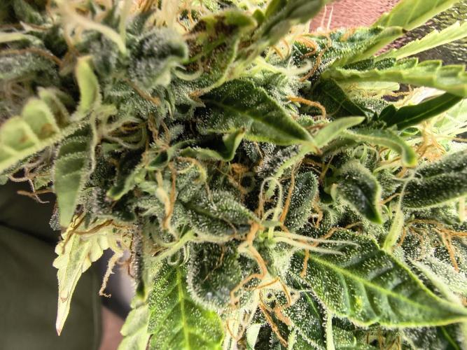PM Auto. Week 13